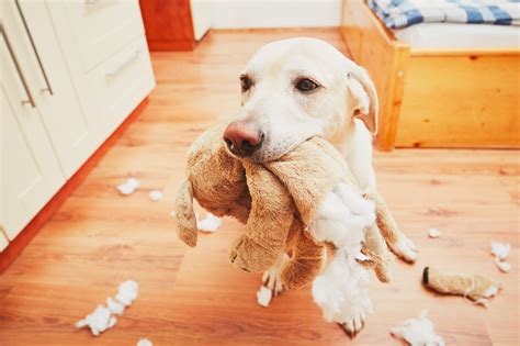 dog licks underwear|Why Dogs Eat Underwear And Socks .